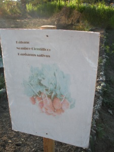 The label for "Radishes" in the garden